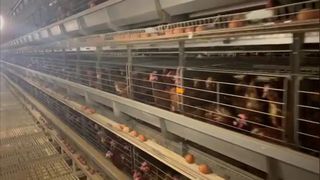 กรงสัตว์ปีก