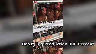 ระบบกรงไก่ชั้นอัตโนมัติสำหรับฟาร์มสัตว์ปีก