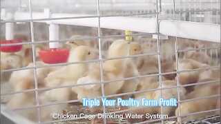 ระบบกรงไก่เนื้ออัตโนมัติเพิ่มผลกำไรสูงสุดให้กับฟาร์มสัตว์ปีก
