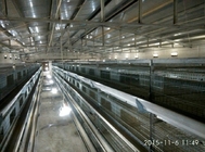 Hunsbandry Layer Chicken Cage For Laying Hens SGS Approval