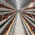 Poultry Farm Layer Cage H Type Full Automatic Chicken 6Tiers