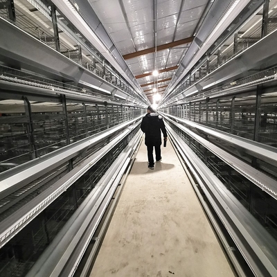 Automatic Poultry Farming Modern A Type Egg Chicken Layer Battery Cage