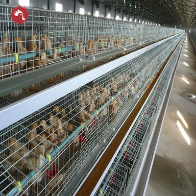 Automated H-Type Broiler Cage System - Full Automatic Hot Galvanized High-Density Poultry Farming Equipment