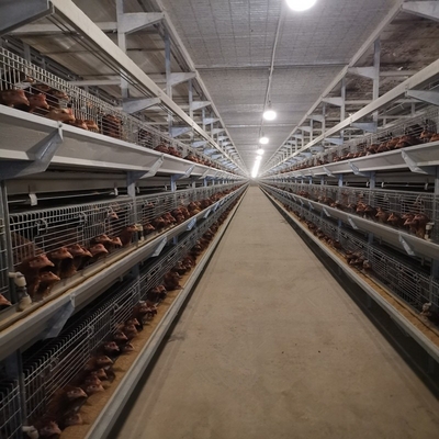 H Type Farms Layer Chicken Cage 128 / 160  9 Tiers Hot Dipped