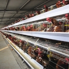 Galvanized A Type Chicken Poultry Cages Layer Automatic For Farming Equipment