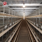 H Type Fully Automatic Broiler Chicken Cage 144 Chickens 162 Chickens