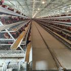 A Type Battery Hens Layer Chicken Cage Automatic Poultry Farm Equipment