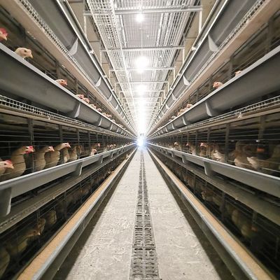 H Type Battery Poultry Chicken Cage Automatic Layer And Broiler 3 Tiers 4 Tiers