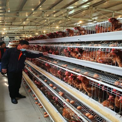 Layer Chicken Cage System | Boost Your Farm Laying Rate