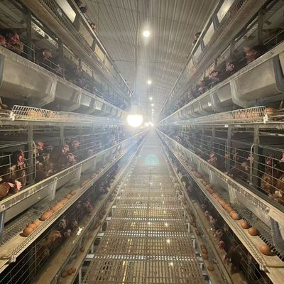 Layer Chicken Cage The Perfect Solution for Raising Layers in Your Poultry Farm