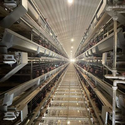 Layer Chicken Cage Manufacturer Automatic Feeding & Drinking System For Egg Layer Chicken