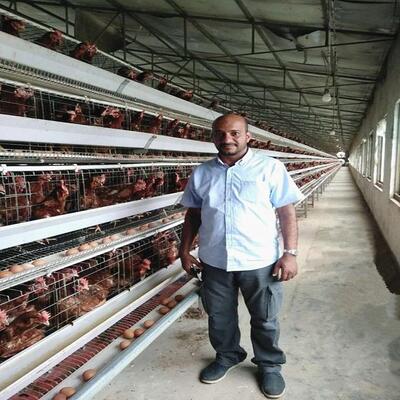 Layer Chicken Cage System | Boost Your Farm Laying Rate