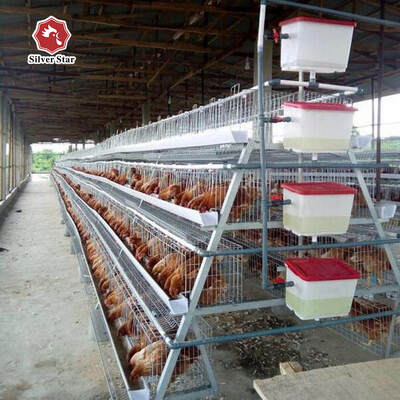 Fully Automatic H-Type Broiler Chicken Cage System with Auto Feeding & Cleaning for High Density Commercial Meat Chicken Farms
