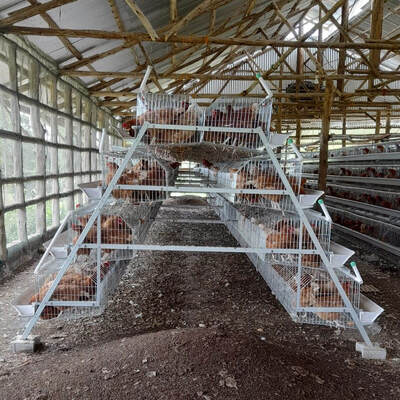 Automatic Egg Laying Battery Chicken Cage 3/4 Tiers for 120 Chickens Poultry Farm Cage
