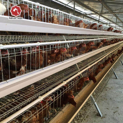 Hot-Dip Galvanized 3 Tiers A-Type Layer Battery Cage System with Automatic Egg Collecting for Poultry Farming
