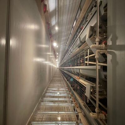 Hot-Dip Galvanized Steel Battery Layer Cages with Full Automatic System for Large Poultry Farm Project
