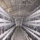 54-384 Birds/Set Layer Bird Cage , SONCAP Battery System Of Poultry Farming