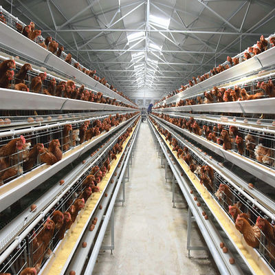 Hot-Dip Galvanized H-Type Layer Cage System Fully Automatic Poultry Farming Equipment with 15–20 Year Lifespan
