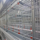 H  Type Frame 4 Tiers Meat Chicken Broiler Cage 136 Birds