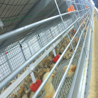 Fully Automatic Hot-Dip Galvanized H-Type Broiler Chicken Cage for High-Density Poultry Farming