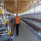 A Type Layer Egg Laying Chicken Cage 160 Birds With Automatic Feeding System