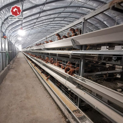 Commercial H-Type Layer Cage from Reliable Supplier & Manufacturer | Safe Delivery & Container Loading