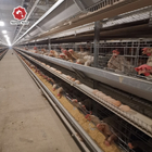 Cold Galvanized Steel Automatic Poultry Cage With Manure Cleaning System