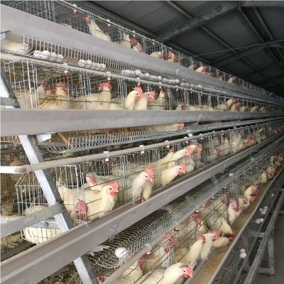 Poultry Farm A Type Chicken Cages For Laying Eggs Stable Structure