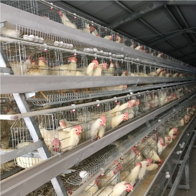 Hot Dip Galvanized Egg Layer Chicken Cage A Type Battery 96 Birds 128 Birds Poultry Farm