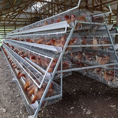 A Type Battery Hens Layer Chicken Cage Automatic Poultry Farm Equipment