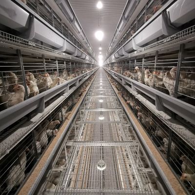 ระบบกรงแบตเตอรี่ไก่ไก่ชนิด H แบบตรงจากโรงงาน พร้อมการกระชับกระชับกระชับกระชับกระชับกระชับกระชับกระชับกระชับกระชับกระชับกระชับกระชับกระชับกระชับกระชับกระชับกระชับกระชับกระชับกระชับกระชับกระชับกระชับกระชับ