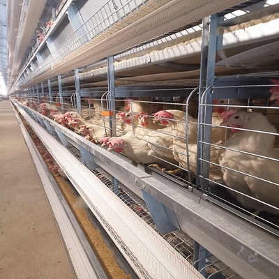Poultry Farm Layer Hen Chicken Cages Coop Fully Automatic H Type Battery Egg 6Tiers