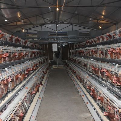 H-Type Battery Cage System with Hot-Dip Galvanized Frame Automatic Feeding Trough Stackable Modular Design for Commercial Poultry Farms