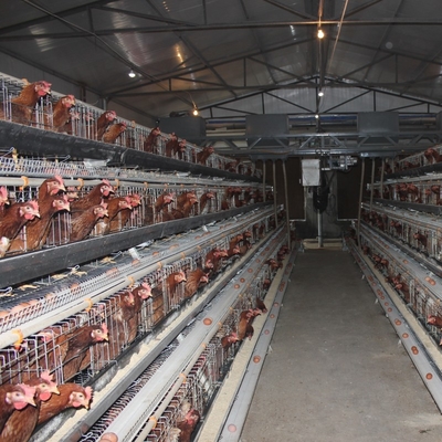 Husbandry Equipment Poultry Battery Cage Layer Chicken Animal A Type Q235