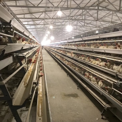 Galvanized A Type Chicken Poultry Cages Layer Automatic For Farming Equipment