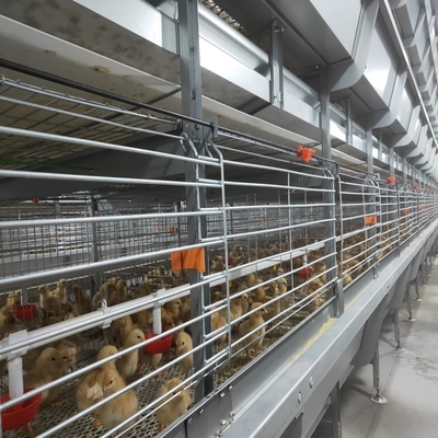 5000 Birds Broiler Poultry Cage Farm Hot Dip Galvanized Battery H Frame Farm Chicken