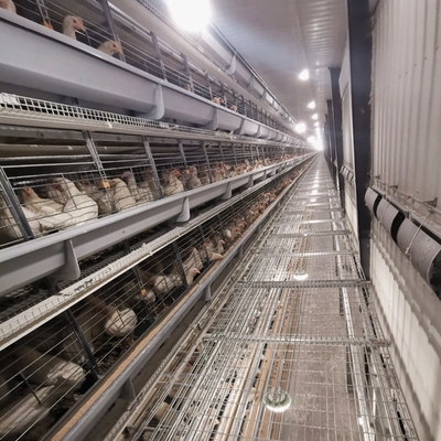 The Laying Hens Are Housed In Hot Galvanized Battery Cages Within The Poultry Farm House.