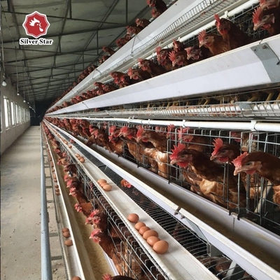 The Laying Hens Are Housed In Hot Galvanized Battery Cages Within The Poultry Farm House.