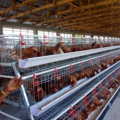 Hot Dip Galvanized Egg Layer Chicken Cage A Type Battery 96 Birds 128 Birds Poultry Farm