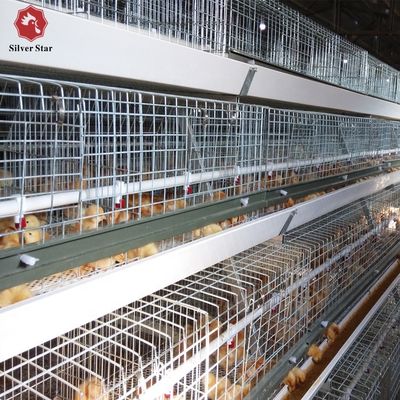 Automated H-Type Broiler Battery Cage System with Hot-Dip Galvanized Steel for High-Density Poultry Farming