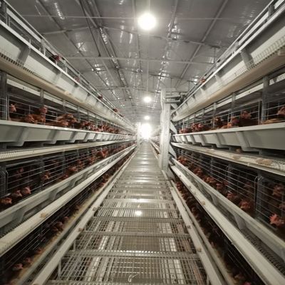 Fully Automatic H-Type Battery Layer Cage System for Commercial Poultry Farms