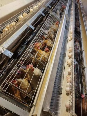 Layer Chicken Cage System | Boost Your Farm Laying Rate