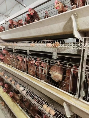 H Frame Layer Poultry Battery Cage With Belt Or Scraper Manure Removal System