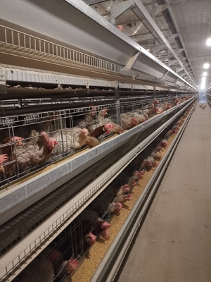 The Laying Hens Are Housed In Hot Galvanized Battery Cages Within The Poultry Farm House.
