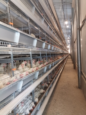 The Laying Hens Are Housed In Hot Galvanized Battery Cages Within The Poultry Farm House.