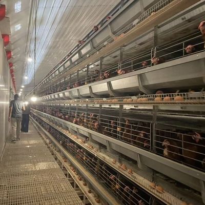 ระบบกรงแบตเตอรี่ชั้นอัตโนมัติ H-Type ด้วยสแตนเลสเหล็กกระปุกร้อนสําหรับอายุการใช้งาน 15-20 ปีและการเก็บไข่อัตโนมัติ