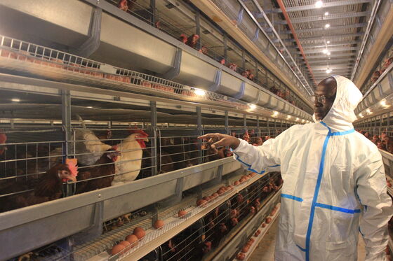 การออกแบบบ้านไก่ วางคูป แบบ H กรงไก่ไก่ไก่ ไฟ้ ระบบกรงแบตเตอรี่ ไข่ ไก่ เนื้อชั้นพันธุ์ อุปกรณ์ฟาร์มไก่