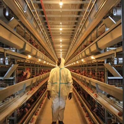 ระบบกรงไก่ไก่ไก่แบบอัตโนมัติเต็มแบบด้วยสแตนเลสเหล็กกระปุกแบบหมักร้อน 3 หรือ 4 ชั้น สําหรับการเลี้ยงไก่