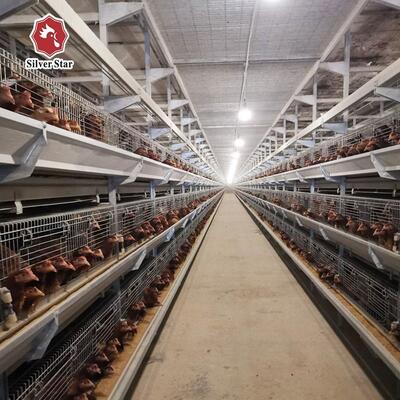 ระบบกรงแบตเตอรี่ไก่ไก่ชนิด H แบบอัตโนมัติ สําหรับฟาร์มไก่เนื้อ