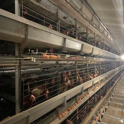 H Type Layer Chicken Cage 6 Tiers 144 Birds Automatic Feeding Hot Dip Galvanized for Poultry Farm